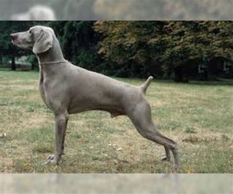 Weimaraner Breed Information and Pictures on PuppyFinder.com.